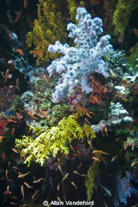 Exceptional color at Coral Corner in Fiji.  Image taken w... by Allan Vandeford 
